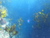 fan-diving