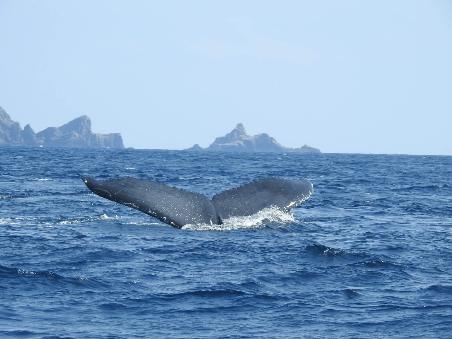 年3月 あの 巨大生物 に会いに行こう 究極の癒し 最高の驚き