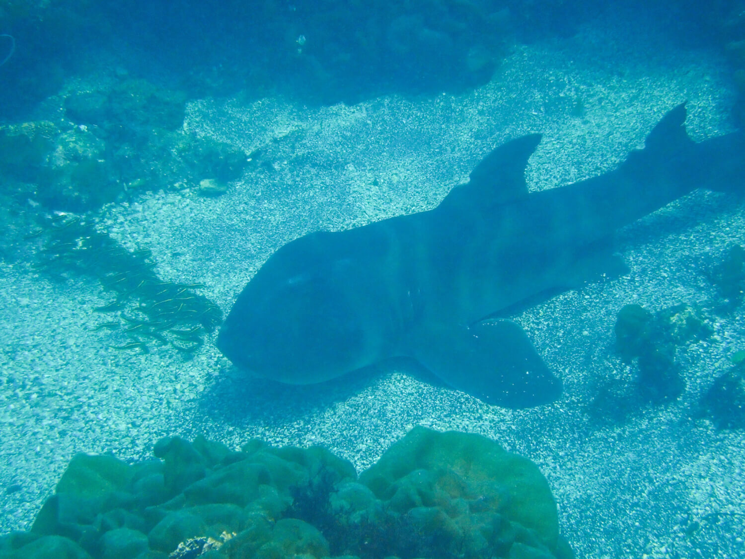 海中に住むかわいい生物 ダイビングライセンスを取得して未知の海中世界へ