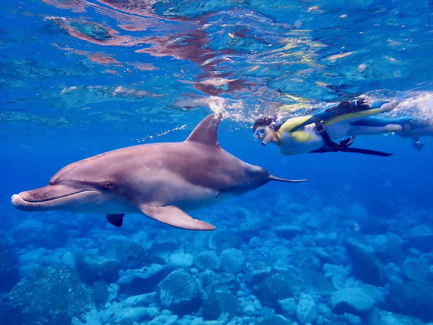 ハワイ イルカ と 泳ぐ 禁止